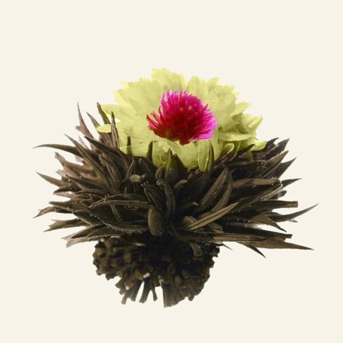 Fleurs de thé Phoenix Eye – 8 pièces – photo du produit