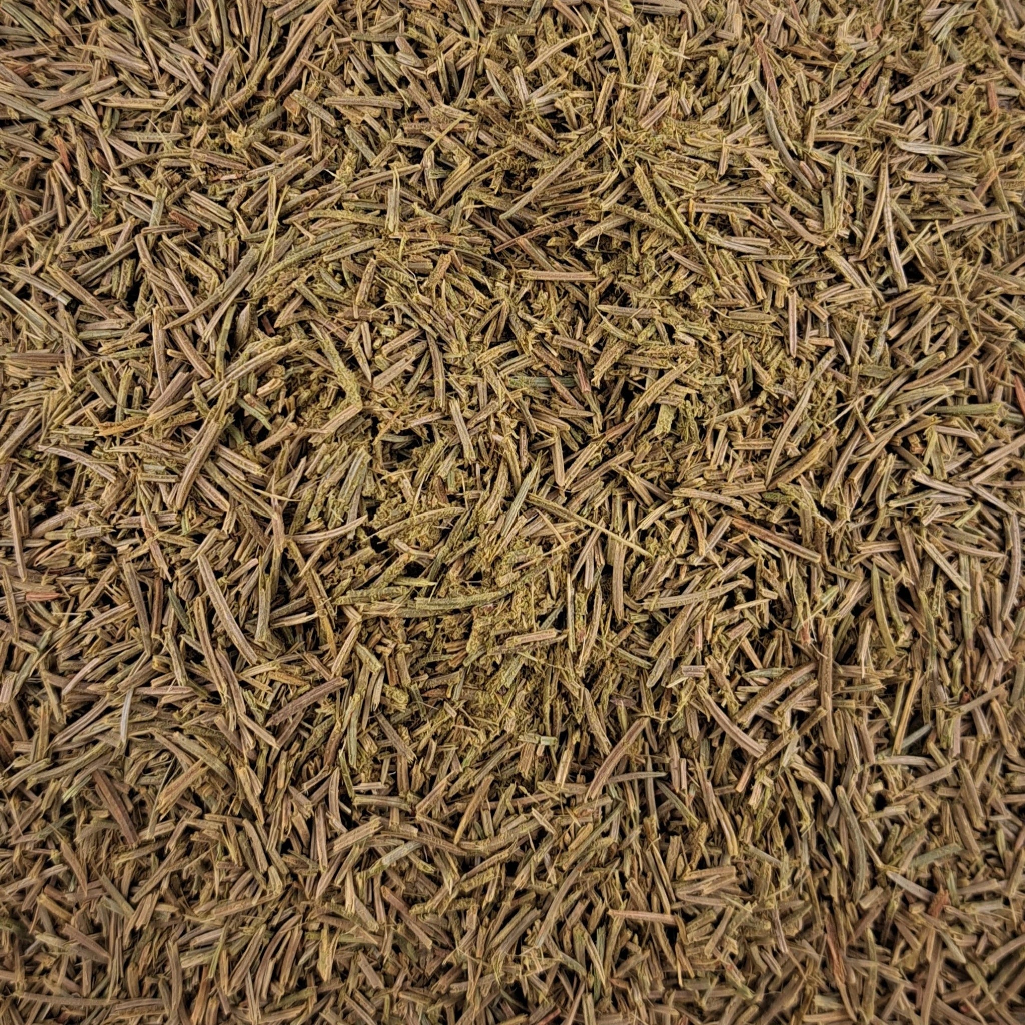 Tisane d’aiguilles de pin Pinus sylvestris Fraîches & cueillies à la main COUPÉES – thé en vrac en gros plan