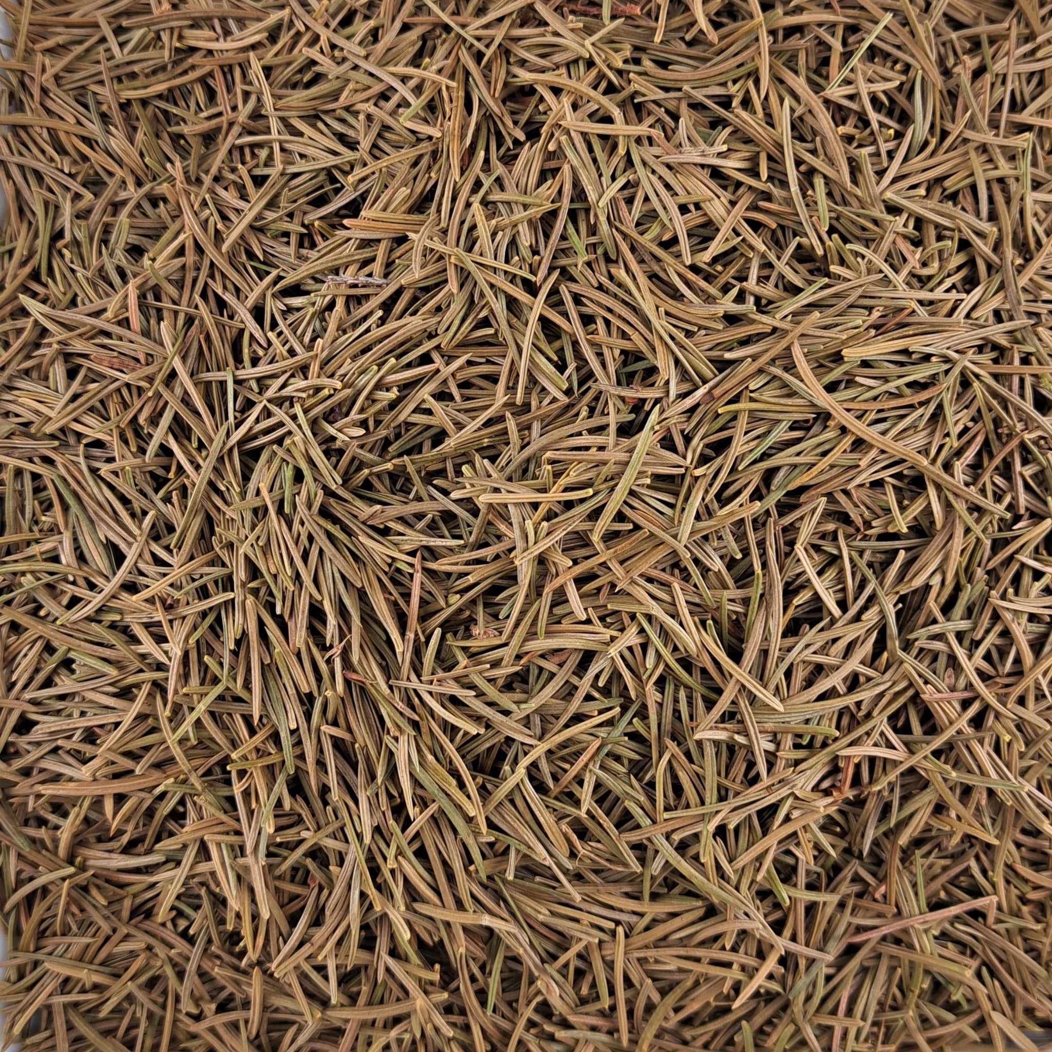 Tisane d’aiguilles d’épicéa Picea Abies Fraîches & cueillies à la main COUPÉES – thé en vrac en gros plan