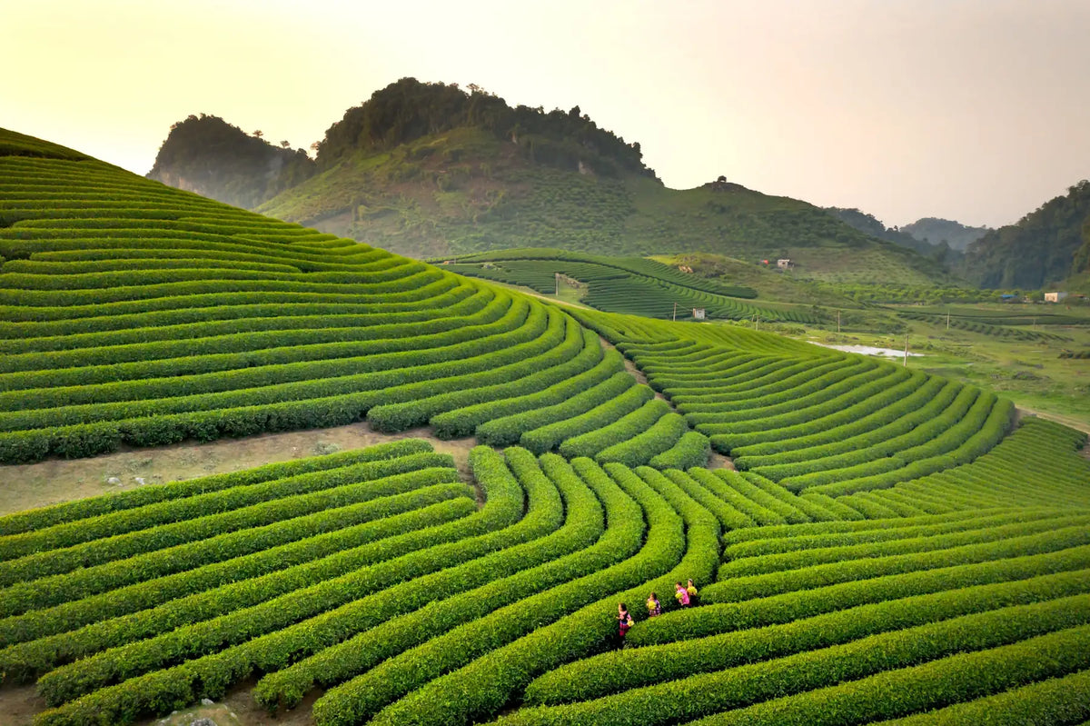 Hubei