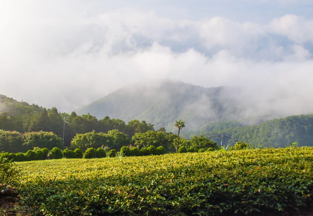 Nantou