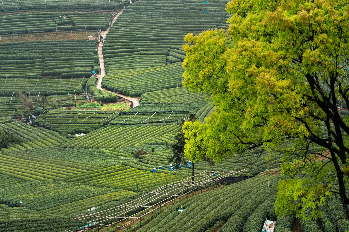 Zhejiang